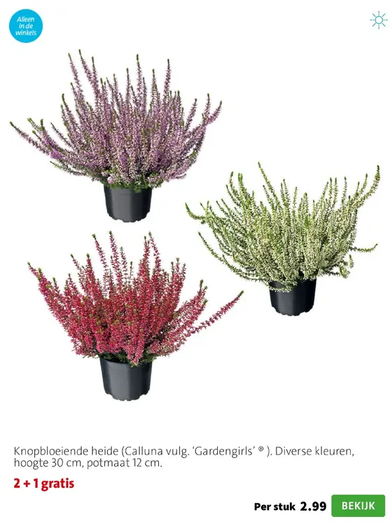 Aanbieding: Knopbloeiende heide