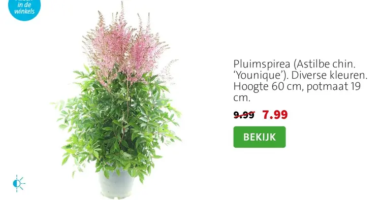 Aanbieding: Astilbe