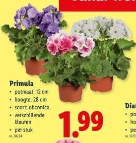 Promotie: Primula