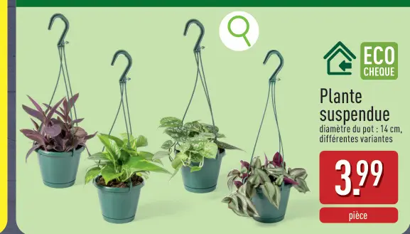 Offre: Plante suspendue