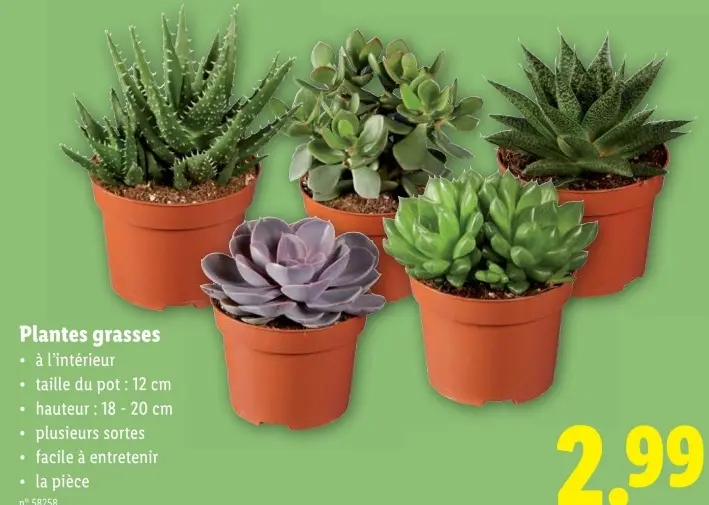 Offre: Plantes grasses