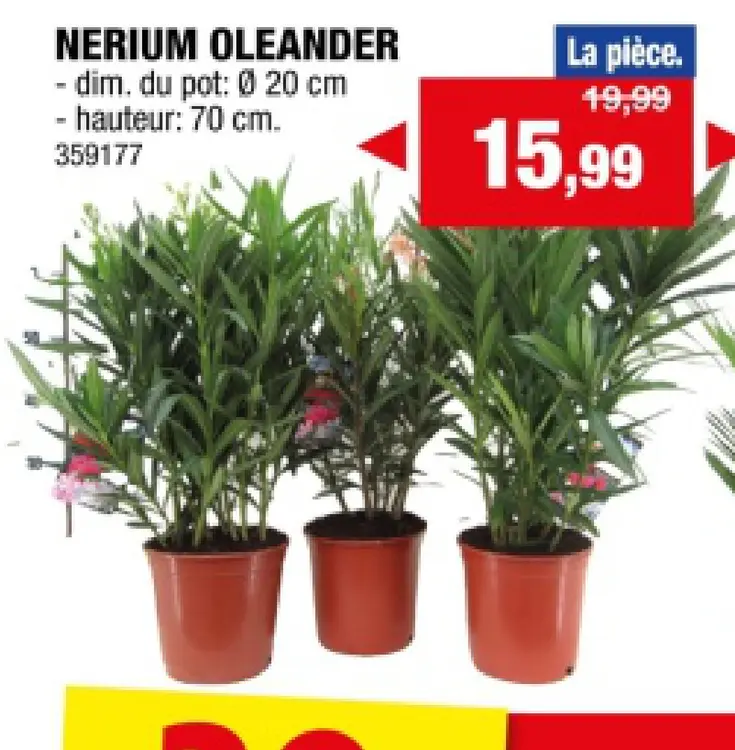 Offre: Nerium oleander