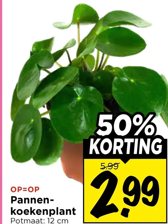 Aanbieding: Pannenkoekenplant