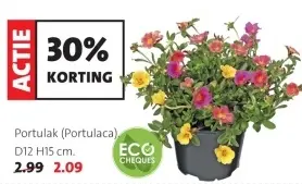 Aanbieding: Portulak (Portulaca)