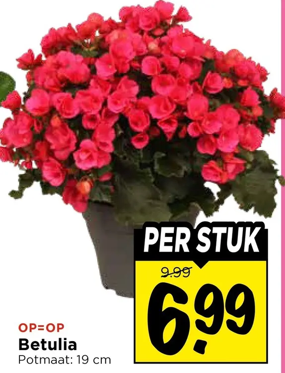 Aanbieding: Betulia