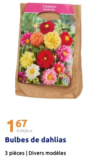 Offre: Bulbes de dahlias