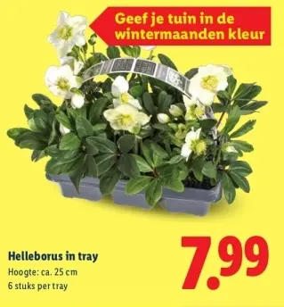 Aanbieding: Helleborus
