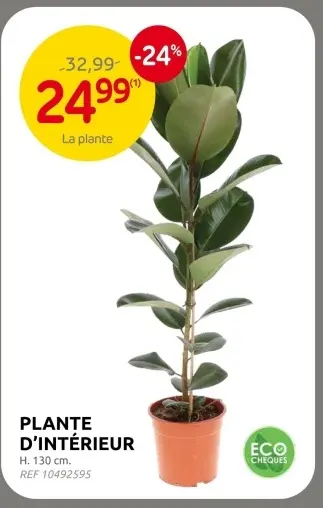 Offre: Plante d'intérieur