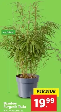 Aanbieding: Bamboe Furgesia Rufa