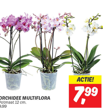 Aanbieding: Orchidee multiflora