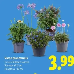 Aanbieding: Vaste plantenmix