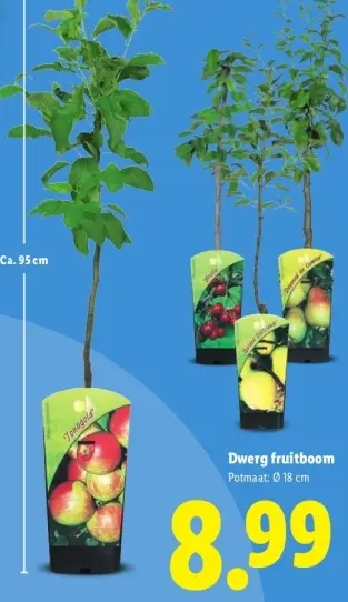 Aanbieding: Dwerg fruitboom