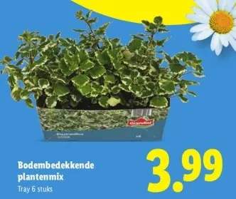 Aanbieding: Bodembedekkende plantenmix