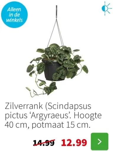 Aanbieding: Zilverrank (Scindapsus pictus 'Argyraeus')