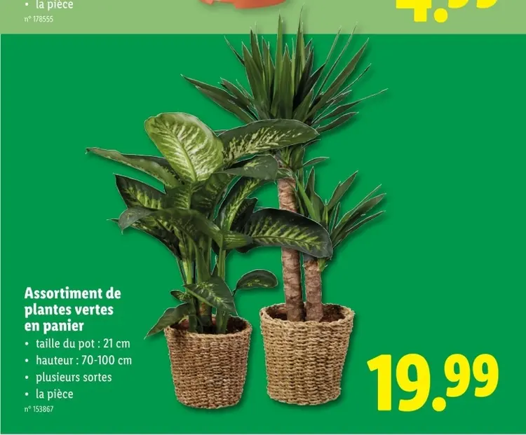Offre: Assortiment de plantes vertes en panier