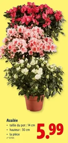 Offre: Azalée
