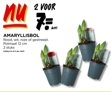 Aanbieding: AMARYLLISBOL Rood , wit , roze of gestreept 2 stuks
