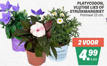 Aanbieding: PLATYCODON, VLIJTIGE LIES OF STRUIKMARGRIET