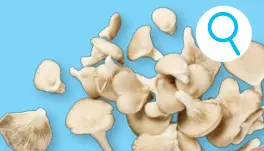 Promotie: Oesterzwammen