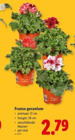 Promotie: Franse geranium
