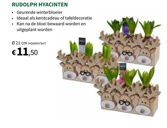 Promotie: Rudolph hyacinten