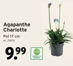Offre: Agapanthe Charlotte