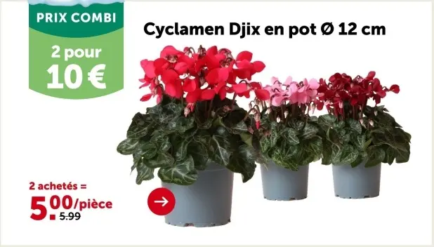 Offre: Cyclamen Djix
