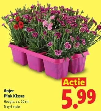 Aanbieding: Anjer Pink Kisses