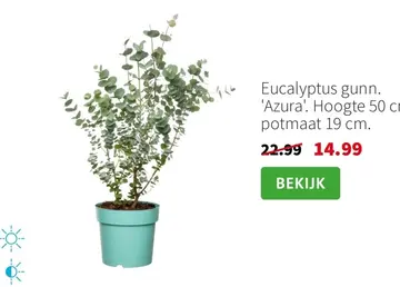 Aanbieding: Eucalyptus gunn. 'Azura'