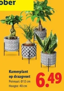 Aanbieding: Kamerplant op draagvoet
