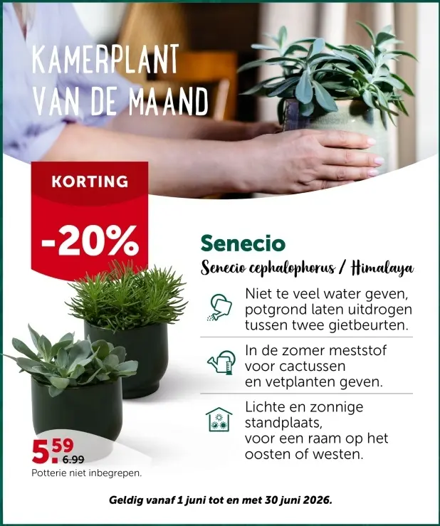 Promotie: Senecio cephalophorus / Himalaya