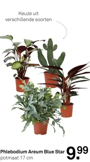 Aanbieding: Phlebodium Areum Blue Star