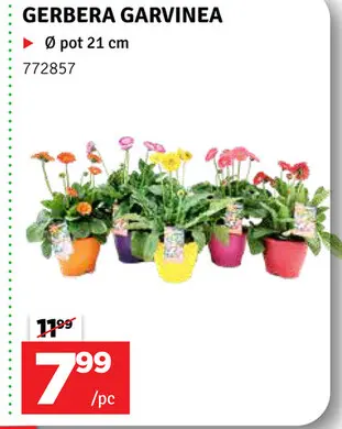 Offre: Gerbera garvinea