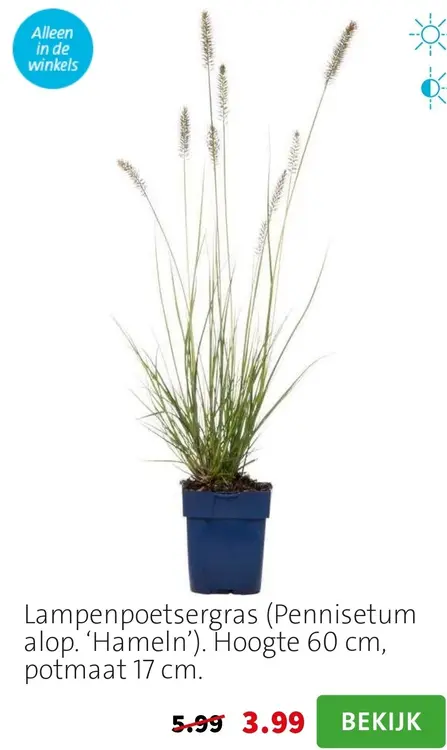 Aanbieding: Lampenpoetsergras (Pennisetum alop. ‘Hameln’)