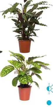 Aanbieding: Calathea assorti