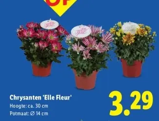 Aanbieding: Chrysanten 'Elle Fleur'