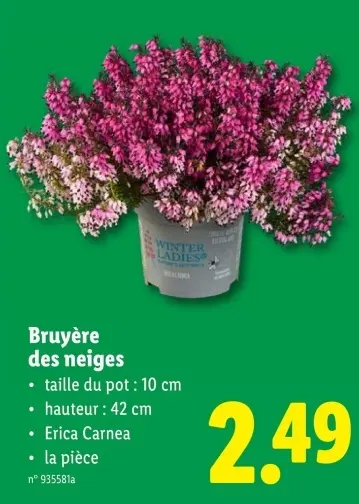 Offre: Bruyère des neiges