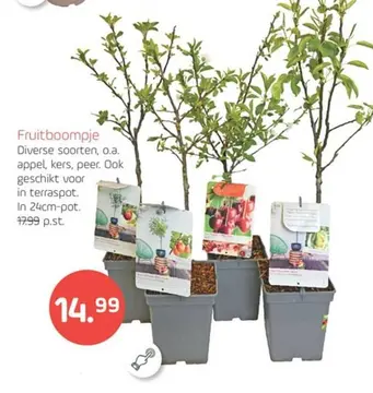 Aanbieding: Fruitboompje