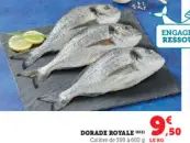 Aanbieding: Dorade royale