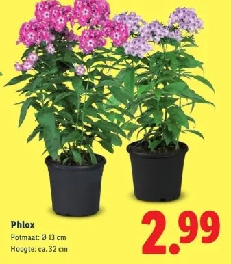 Aanbieding: Phlox