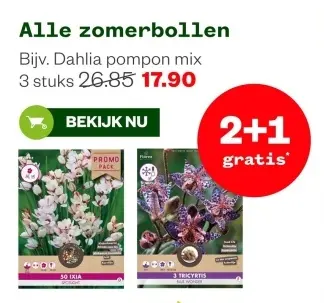 Aanbieding: Dahlia pompon mix