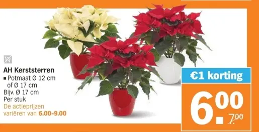 Aanbieding: Kerststerren