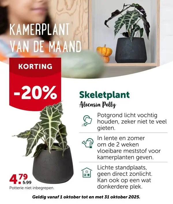 Aanbieding: Skeletplant Alocasia Polly
