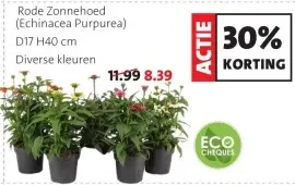 Aanbieding: Rode Zonnehoed (Echinacea Purpurea)