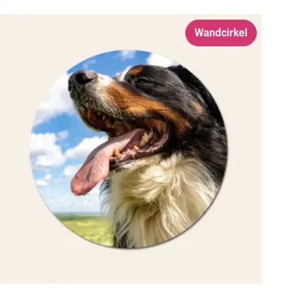 Aanbieding: Wandcirkel
