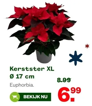 Aanbieding: Kerstster XL