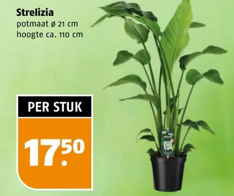 Aanbieding: Strelizia