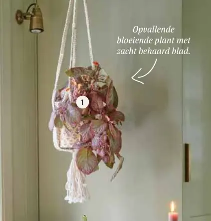 Aanbieding: Episcia