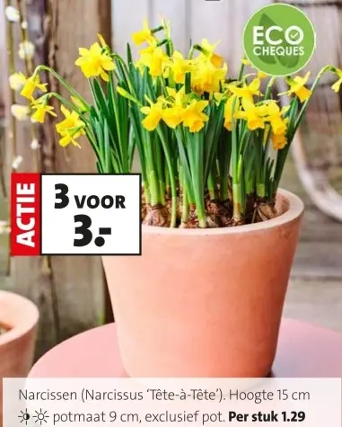 Promotie: Narcissen (Narcissus 'Tête-à-Tête')