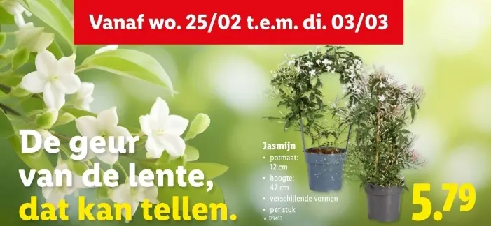 Promotie: Jasmijn